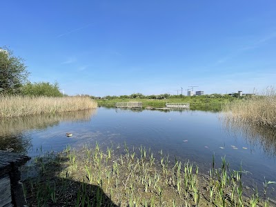 Greenwich Peninsula Wildlife